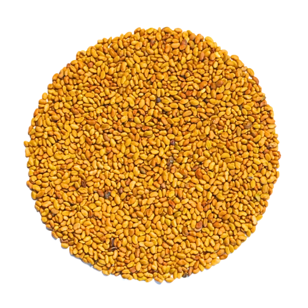 Bio Saatgut Alfalfa. Gute Keimfähigkeit für Sprossen und Mikrogrün