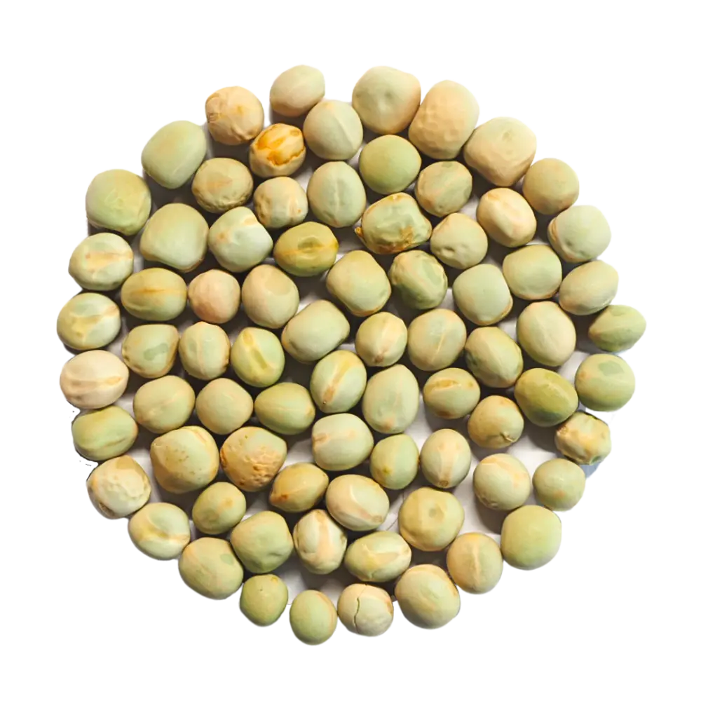 Bio Saatgut Erbsen grün. Gute Keimfähigkeit für Sprossen und Mikrogrün