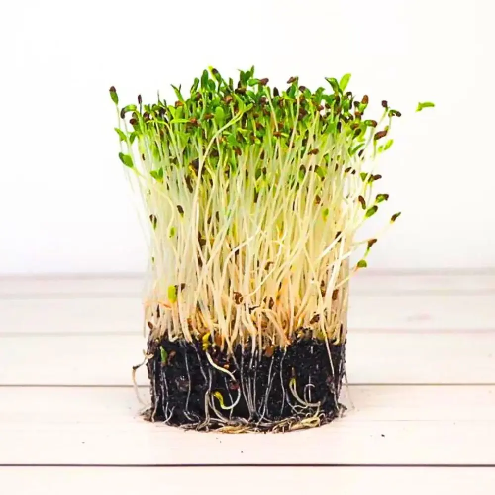 Bio-Microgreen und Sprossen Saatgut Möhre. Gute Keimfähigkeit!