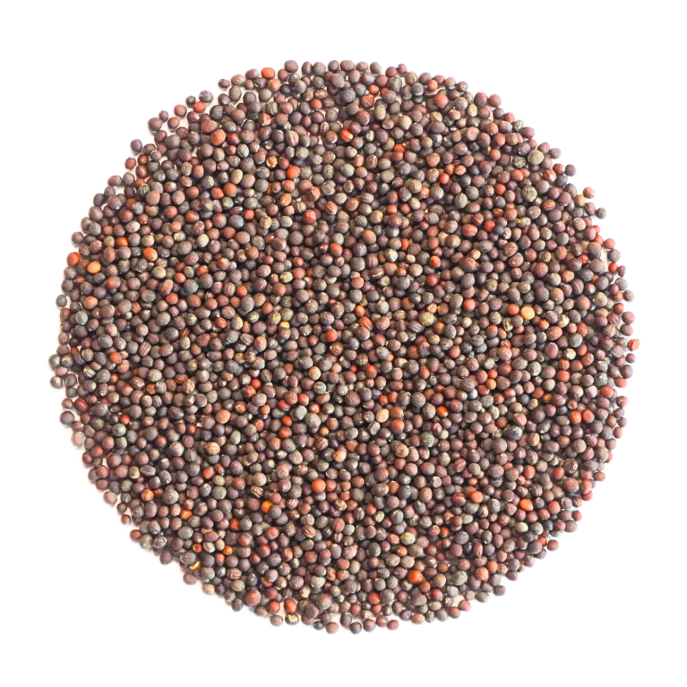 Bio Saatgut Brokkoli. Gute Keimfähigkeit für Sprossen und Mikrogrün