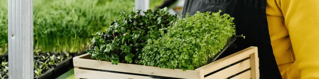 Microgreen Business Deutschland