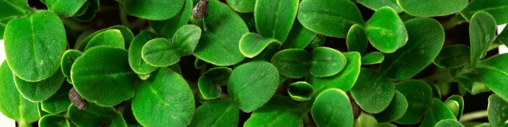 Microgreen Business Deutschland