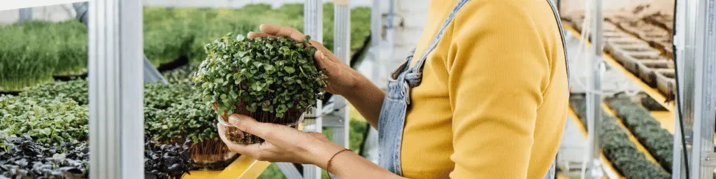 Microgreen Business Deutschland