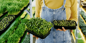 Microgreen Business Deutschland