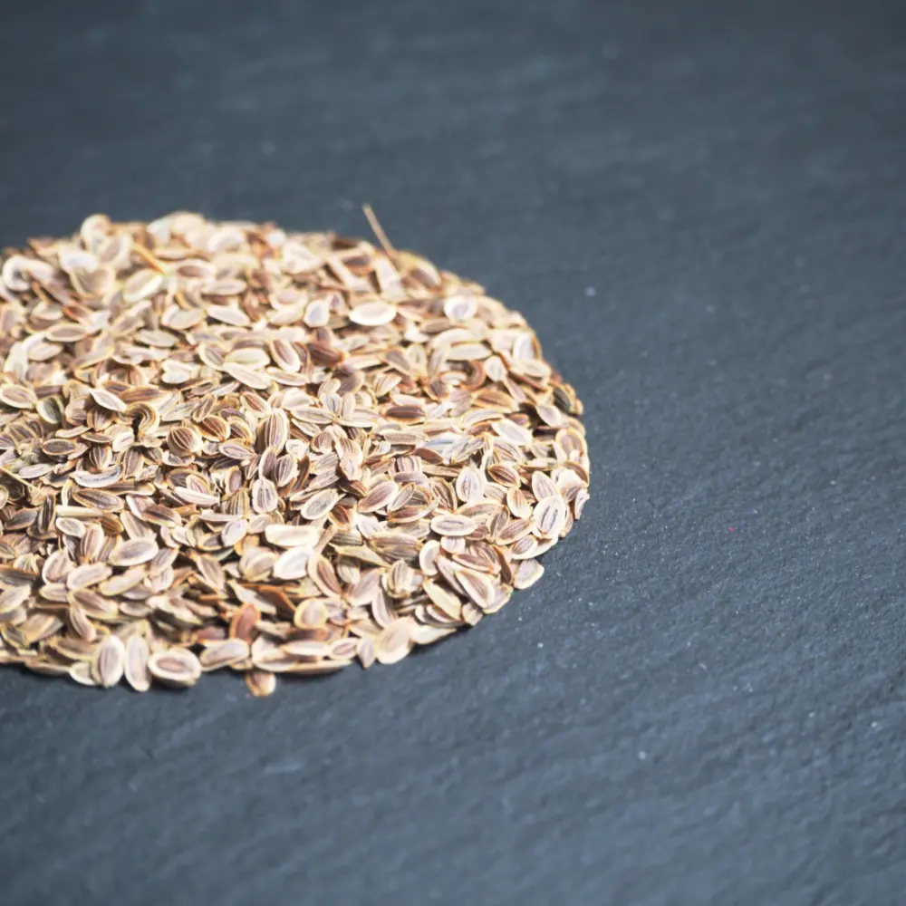 Dill Samen – Bild 4
