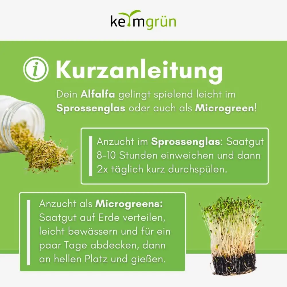 Alfalfa Samen - 50g (10er VE) – Bild 3