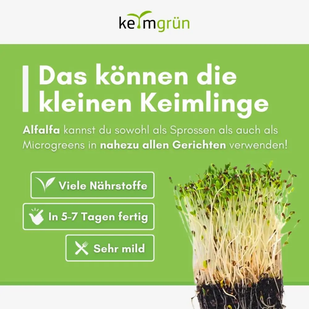 Alfalfa Samen - 50g (10er VE) – Bild 4
