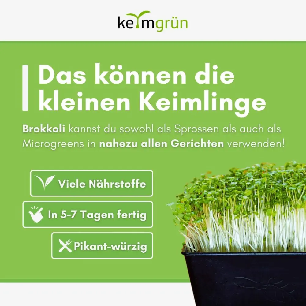Keimsaat Sprossensamen Brokkoli