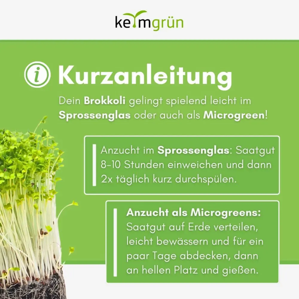 Keimsaat Sprossensamen Brokkoli