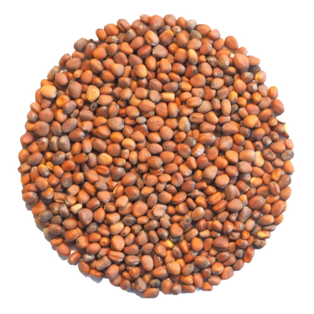 Radieschen Samen - 50g (10er VE)